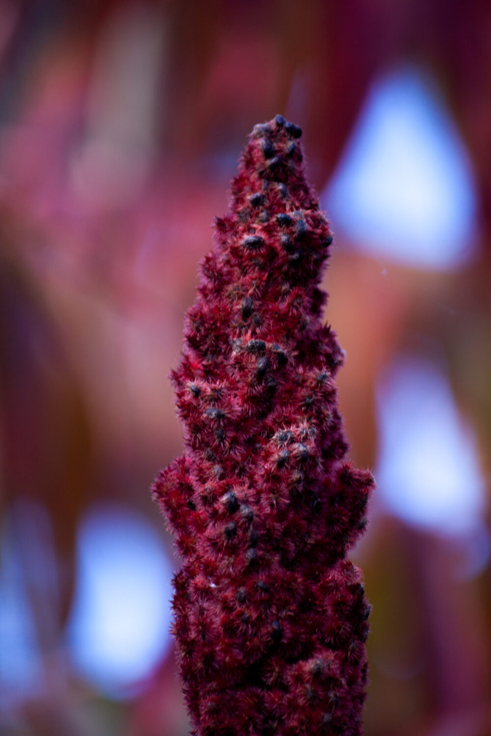 Violetne äädikapuuõis - Image 2