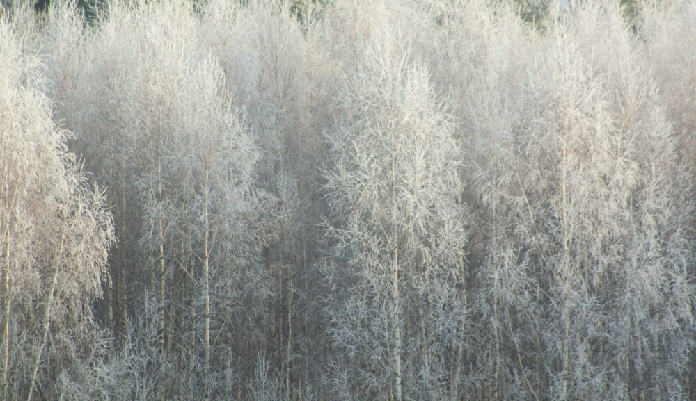 Härmas kased - Image 2