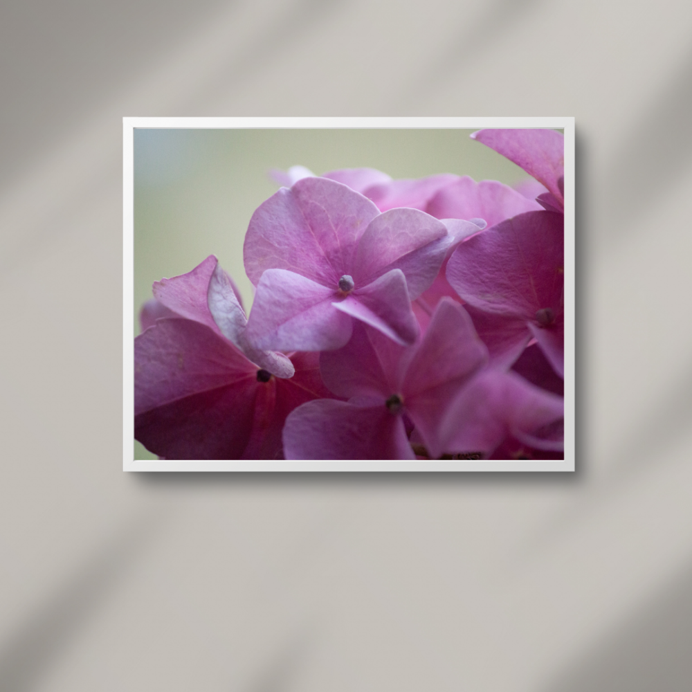 Õrnroosad hortensia õied